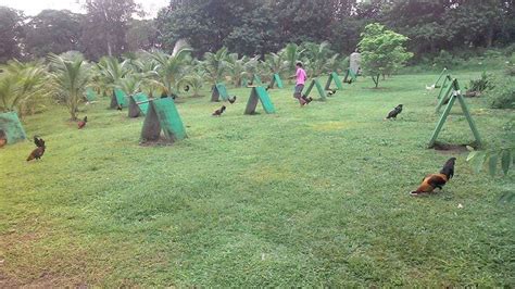 Bentahan ng manok panabong By Crystal Water Game Farm.